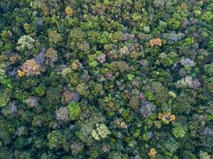 Visão aérea de vegetação nativa no Cerrado.