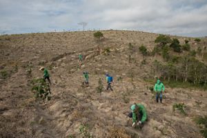 Equipe realizando manutenção de área restaurada em torno de uma nascente em pasto degradado de Salesópolis-SP.
