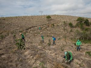 Equipe realizando manutenção de área restaurada em torno de uma nascente em pasto degradado de Salesópolis-SP.