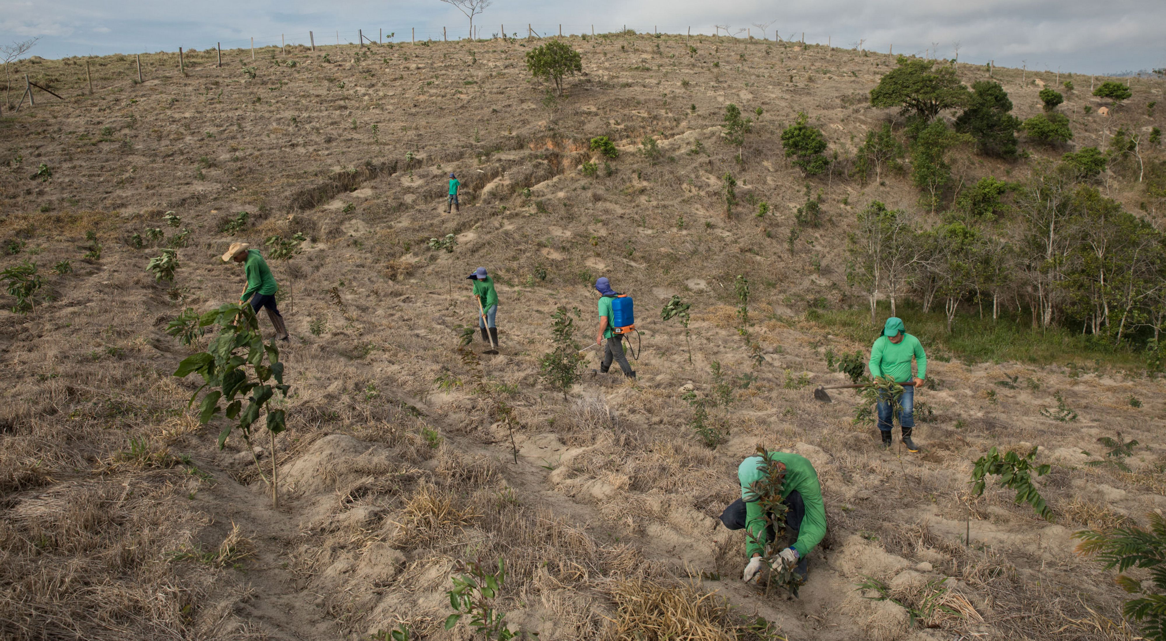 Equipe realizando manutenção de área restaurada em torno de uma nascente em pasto degradado de Salesópolis-SP.