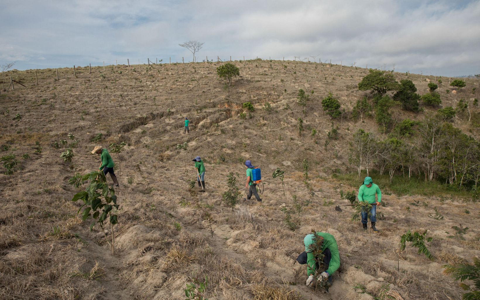 Planting Trees in Brazil Restoring a degraded area of land by planting seedlings in the Atlantic forest region of Brazil.  © Felipe Fittipaldi