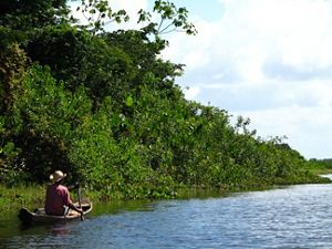  View of the Curipi river in Oiapoque, in the northern Brazilian Amazon, one of the mosaics where our Amazon indigenous strategy works. We have been partnering with local indigenous communities in Oiapoque since 2001 to demonstrate how indigenous people can manage their lands reconciling biodiversity conservation with their economic, social and cultural needs. Photo credit: © F bio Maffei   