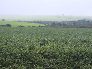 Área de plantação de soja em Goiás.