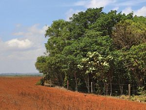Área de Preservação Permanente em propriedade rural de Lucas do Rio Verde-MT.