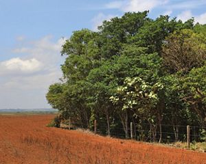 Production area in Cerrado