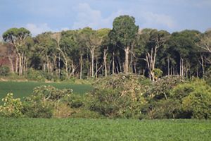 Área de produção de soja em propriedade rural do Mato Grosso, com vegetação nativa conservada ao fundo.
