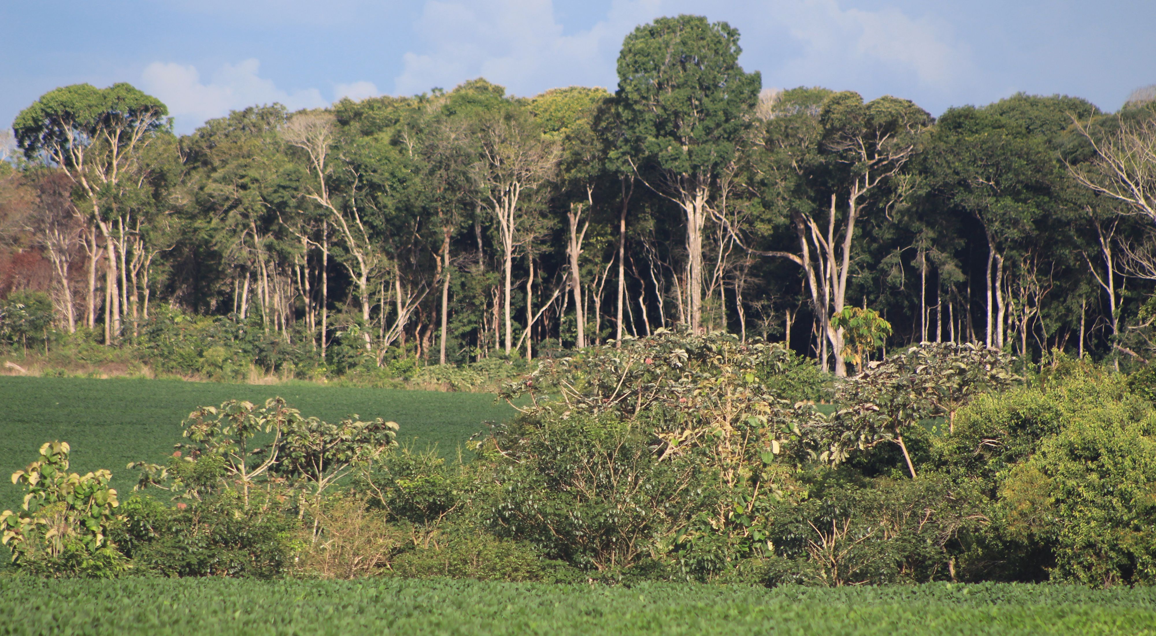 Área de produção de soja em propriedade rural do Mato Grosso, com vegetação nativa conservada ao fundo.