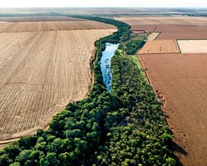 Imagem aérea de plantação de Área de Preservação Permanente em uma propriedade rural de plantação de soja.