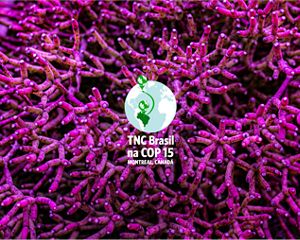 Coral terrestre // Foto macro de suculenta