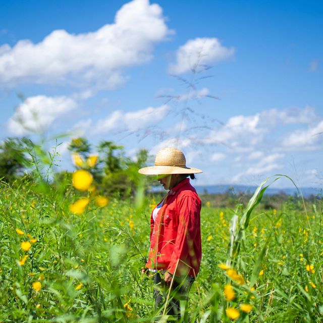 Valcilene Brito, produtora rural de São Félix do Xingu-PA, caminhando em área de restauração em sistemas agroflorestais de sua propriedade.