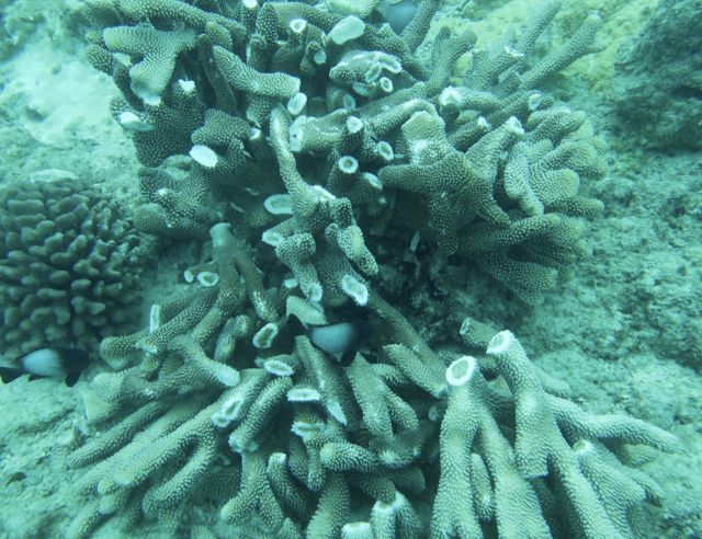 Underwater view of broken coral.