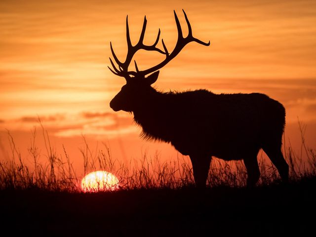 Silhouette of a bull elk during sunrise.
