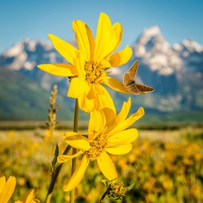 Yellow wildflowers with orange butterfly and alpine mountains in background.