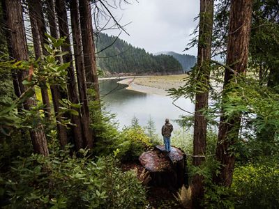 Fishing guide and Yurok tribal member Pergish Carlson stands atop a tree trunk and looks at the forests around the Klamath River in northern California.