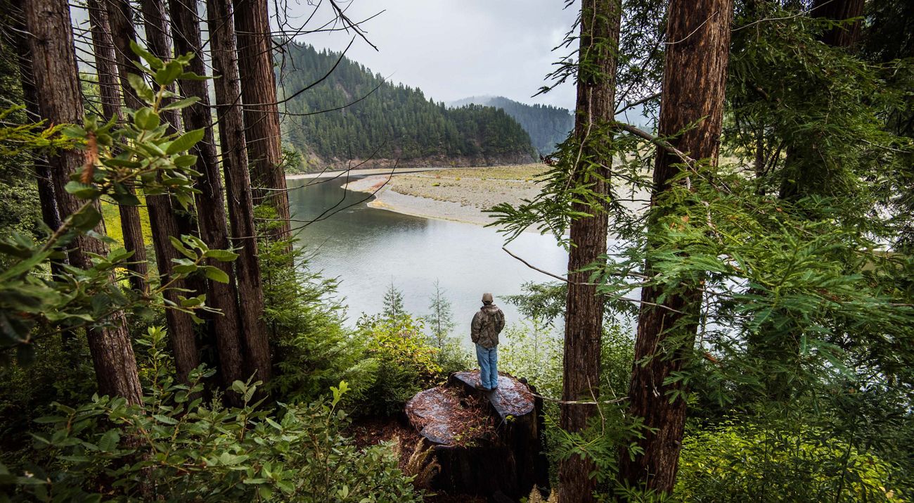 A man stands on a large stump and looks out at a forest.
