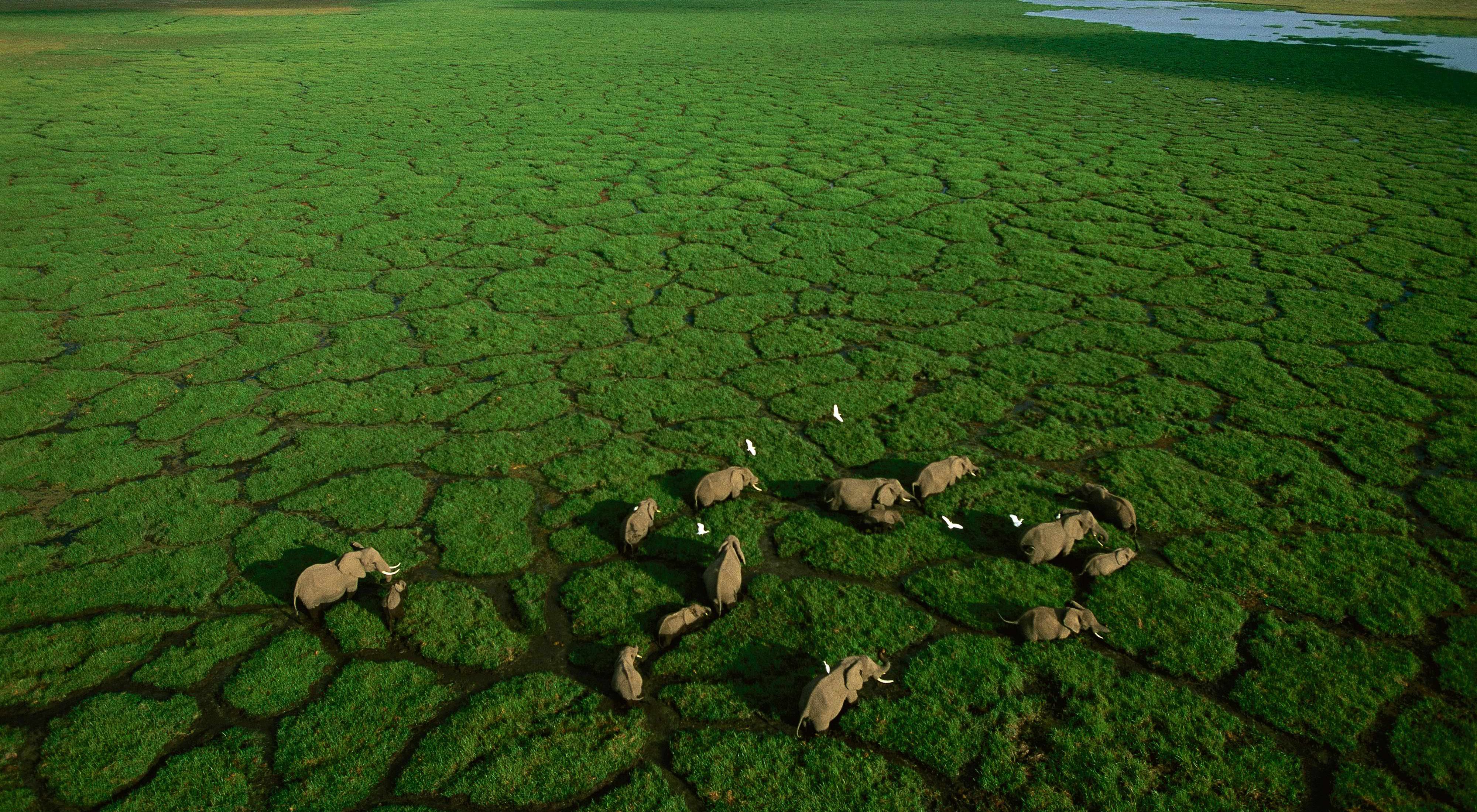 Болото с высоты. Озеро Натрон в Танзании. Болото судд. Южный Судан озеро судд.