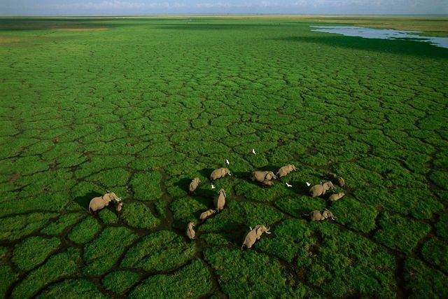 An aerial view of elephants in green vegetation.