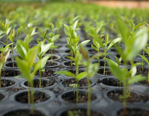 Seedlings grow at a tree nursery near the city of Guarapuava, Brazil.