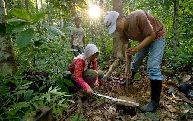 Taking a soil sample during carbon monitoring in the tropical forest near Berau.