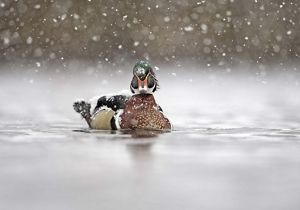 A wood duck in the water while snow falls.