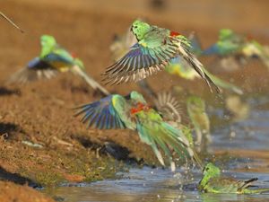colorful birds flying out of a water hole 