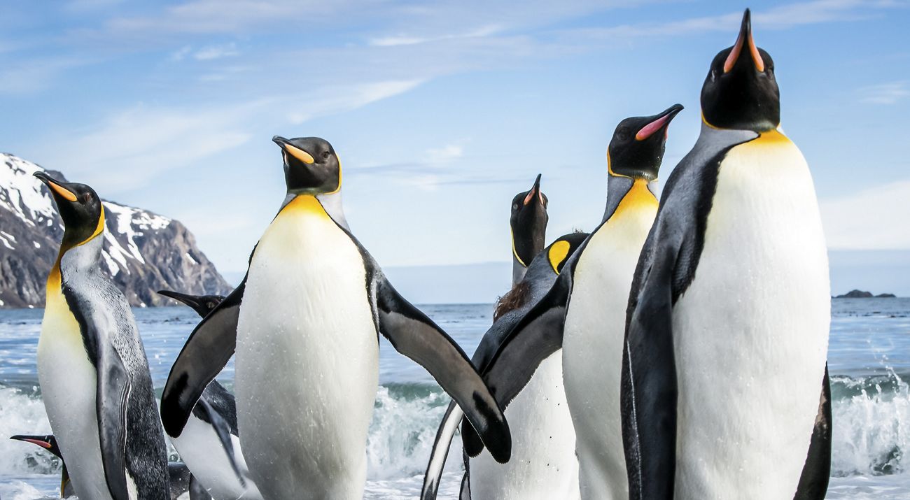 A group of king penguins emerge from the ocean