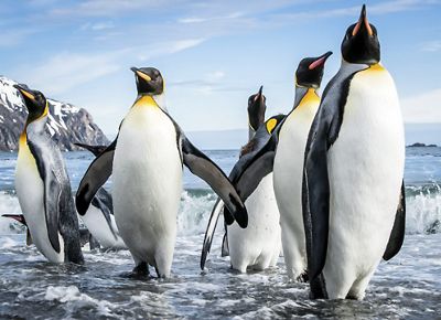 A group of king penguins emerge from the water.