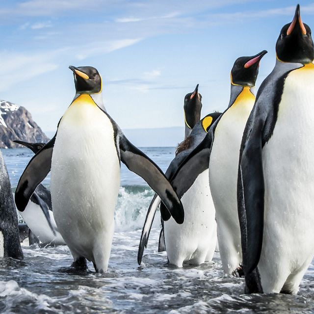 A group of king penguins emerge from the water.