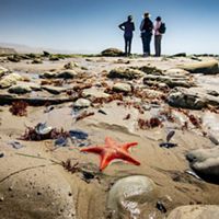 A beach in california with a starfish.