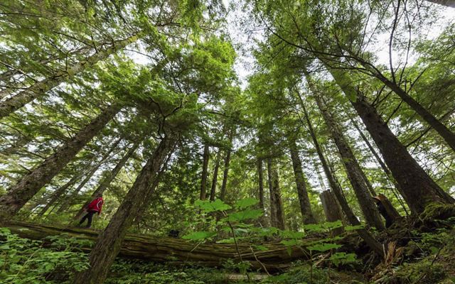 Looking up from the ancient Big House as Laverne Barton walks along one of the fallen logs in Dis'ju, Great Bear Rainforest, British Columbia, Canada.