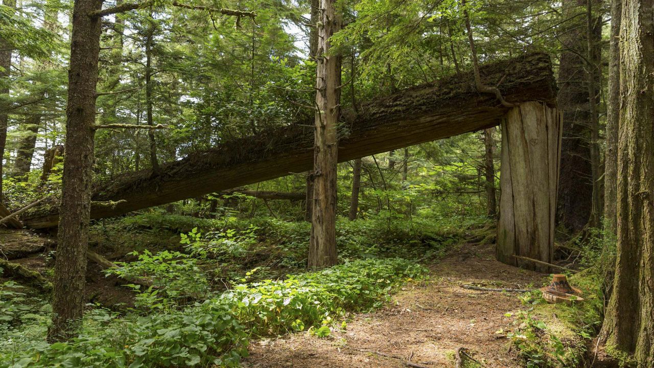 Leading the Way on Natural Climate Solutions | Nature United