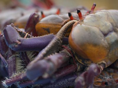 Crabs ready to be sold in the local community market.