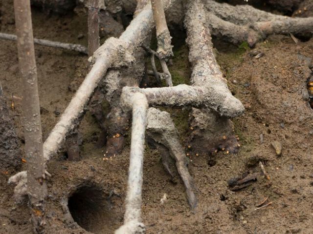 A crab sticks its body out of a hole next to a mangrove root.