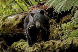 A black bear in a forest.