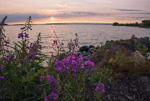 A field of Fireweed flowers blooming in a field.