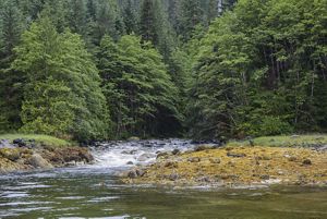 River flowing through a forest.