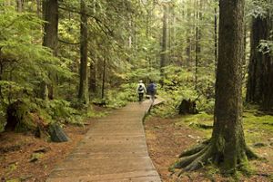 Two people walking through an old-growth forest.