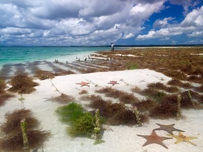 Seaweed grows in rows in shallow water, with sea stars interspersed throughout the seaweed.