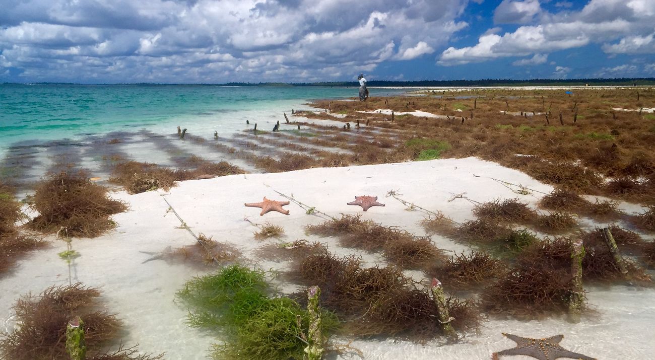 Rows of seaweed grow near the coast, while a woman stands in the background.