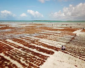 A wide view of rows of red seaweed growing in shallow water, with people tending to the rows.