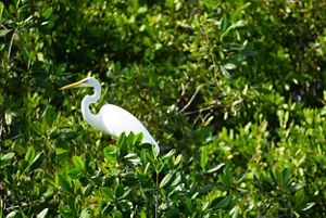 egret bird stands in mangrove vegetation.