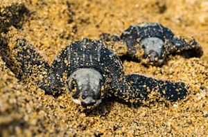 Baby leatherback turtles in sand.