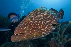 A marine scientist and grouper