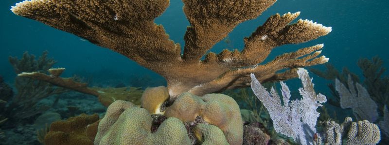 Coral reef under the waves.