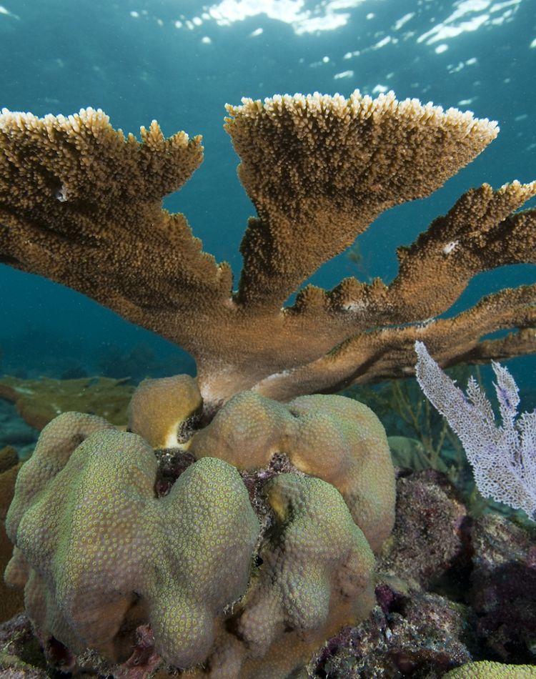 Underwater view of an elkhorn and a boulder coral.