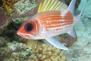 a red and white fish underwater.
