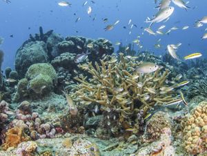 A swarm of fish and other marine life surround a large coral reef full of staghorn, elkhorn, sponge and brain corals.