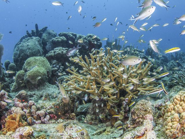 A swarm of fish and other marine life surround a large coral reef full of staghorn, elkhorn, sponge and brain corals.
