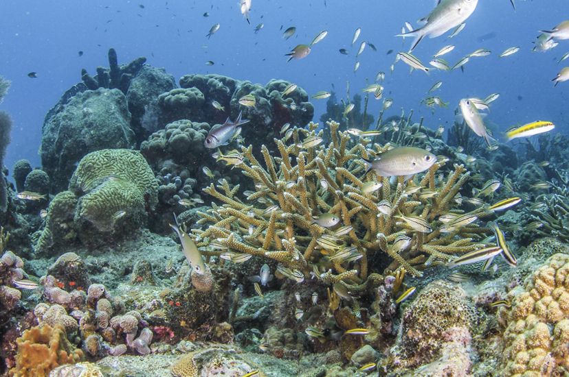 Un enjambre de peces y otras especies marinas rodean un gran arrecife de coral lleno de corales cuerno de ciervo, cuerno de alce, esponja y cerebro.