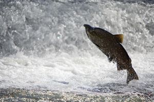 Salmon making the run up Battle Creek to their spawning grounds. 
